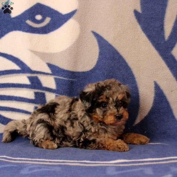 Emma, Mini Bernedoodle Puppy